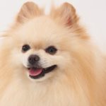 top_dog_pomeranian