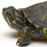 Small turtle isolated on a white background