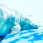 福井の海水浴場になぜイルカが出没するようになった？理由に地震の前兆と関連があるのか調査！